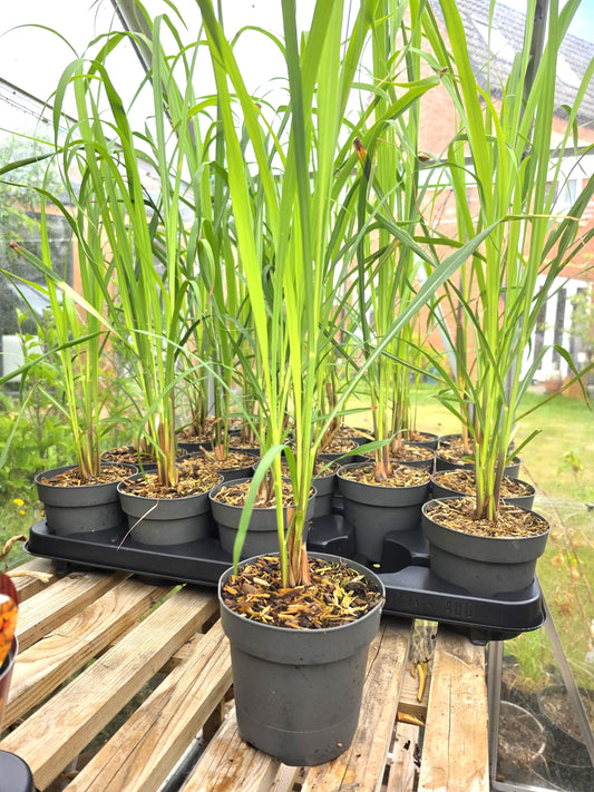 Lemongrass plant in 12cm pot