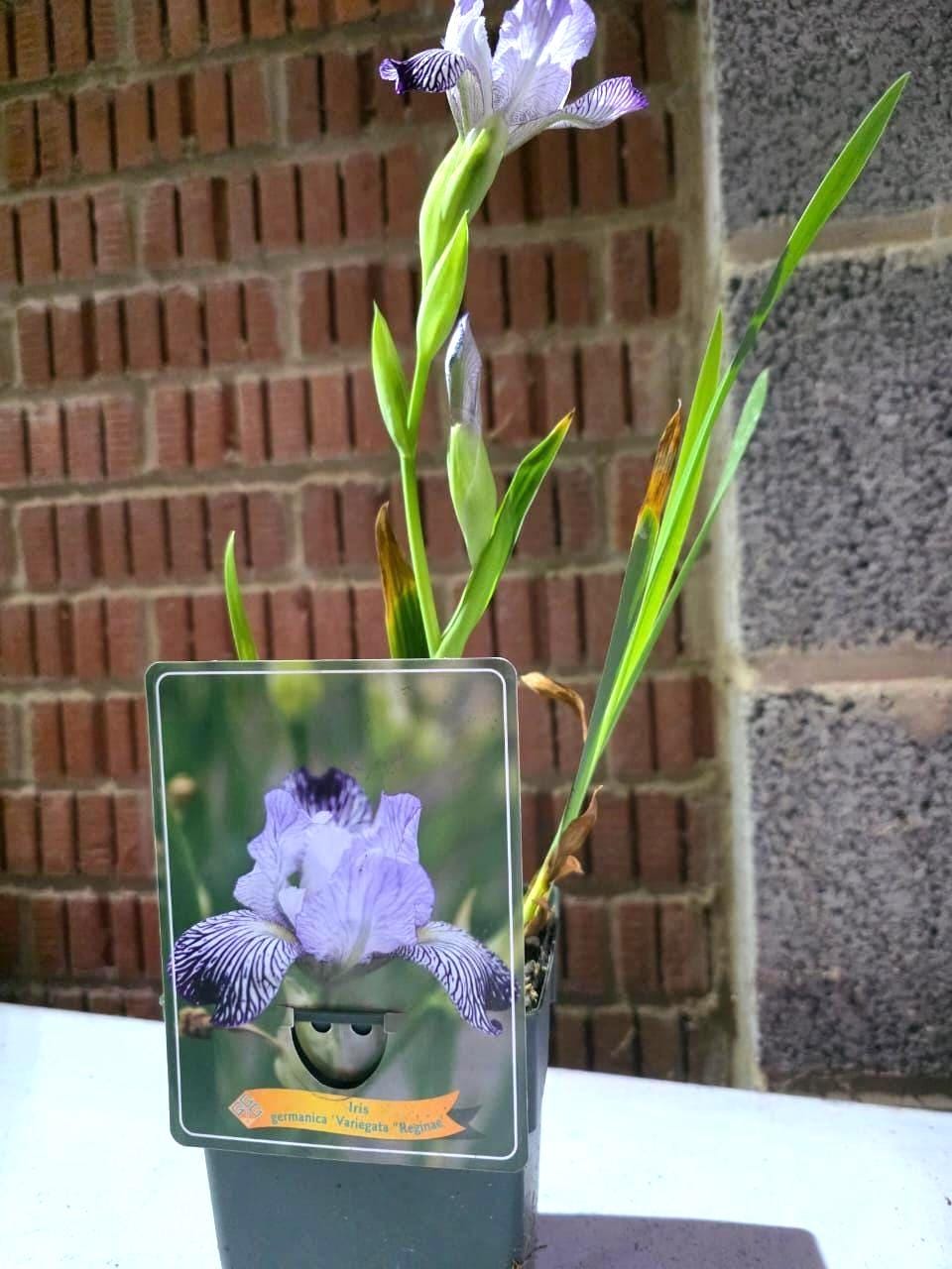 Iris flower plant in 11cm pot