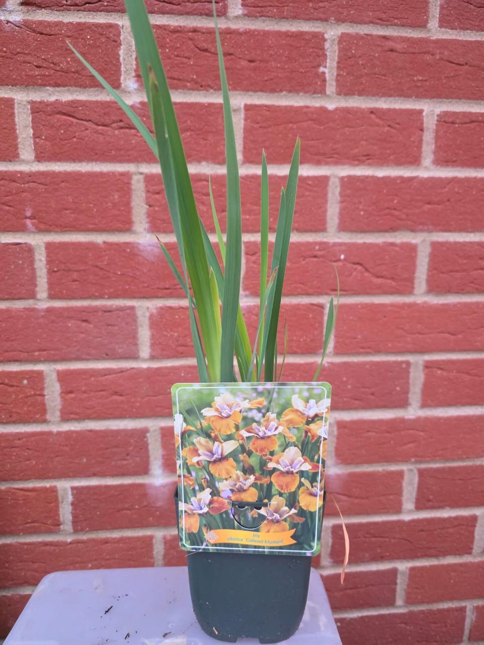 Iris flower plant in 11cm pot