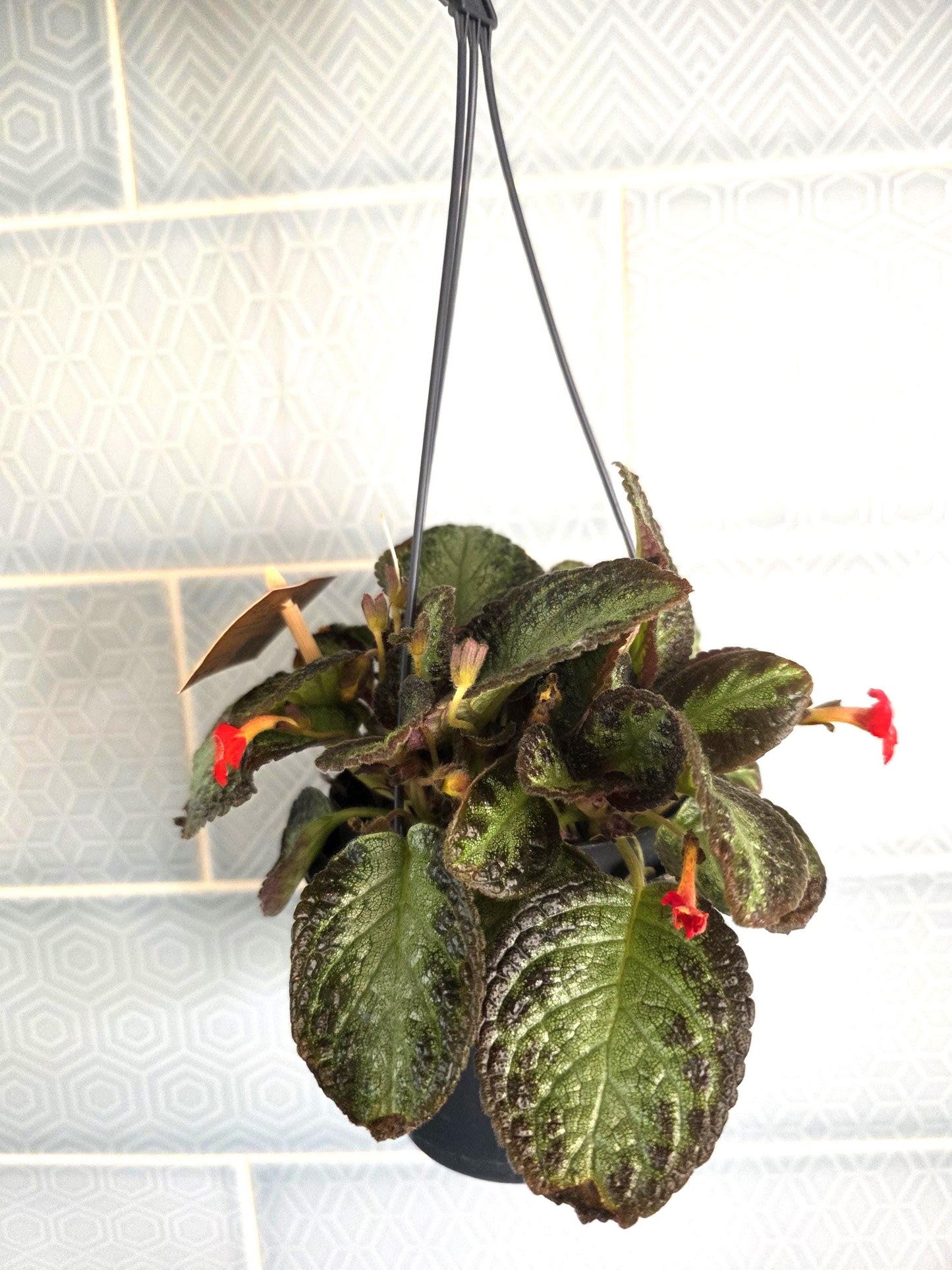 Episcia rare hanging plant indoor in 12cm pot