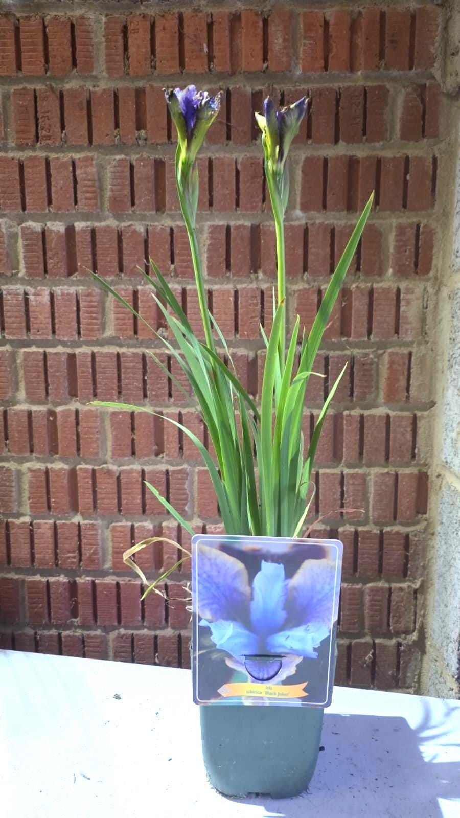 Iris flower plant in 11cm pot
