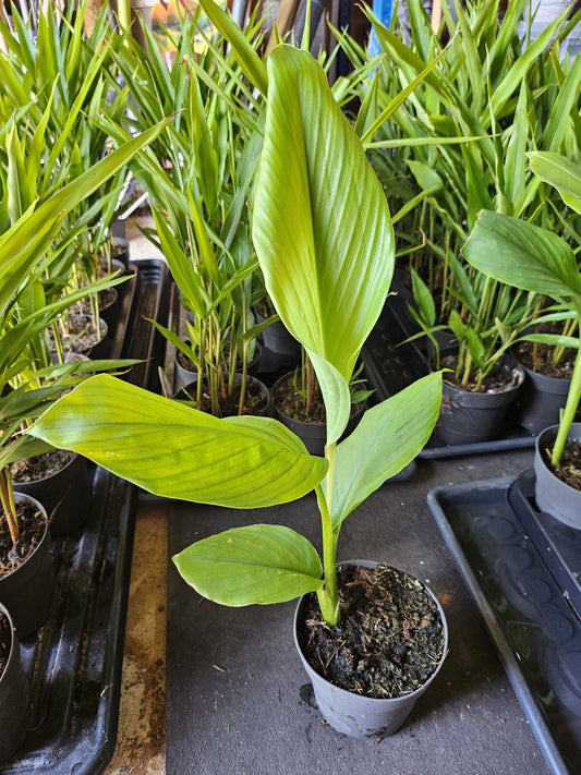 Turmeric - curcuma - live plant - in 12cm pot