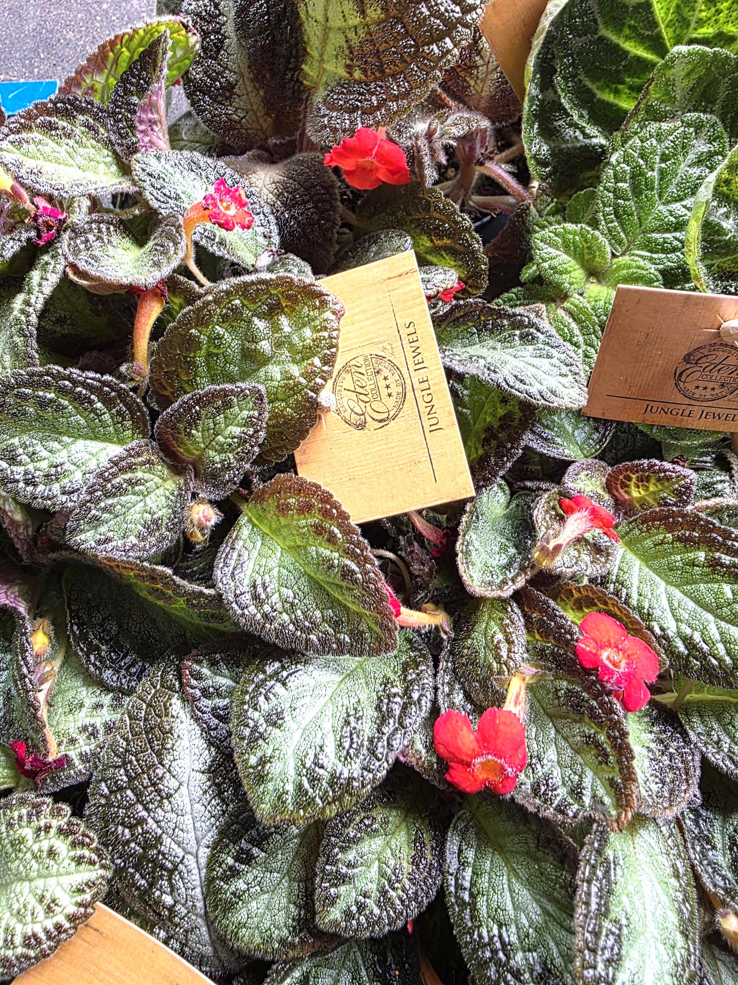 Episcia rare hanging plant indoor in 12cm pot