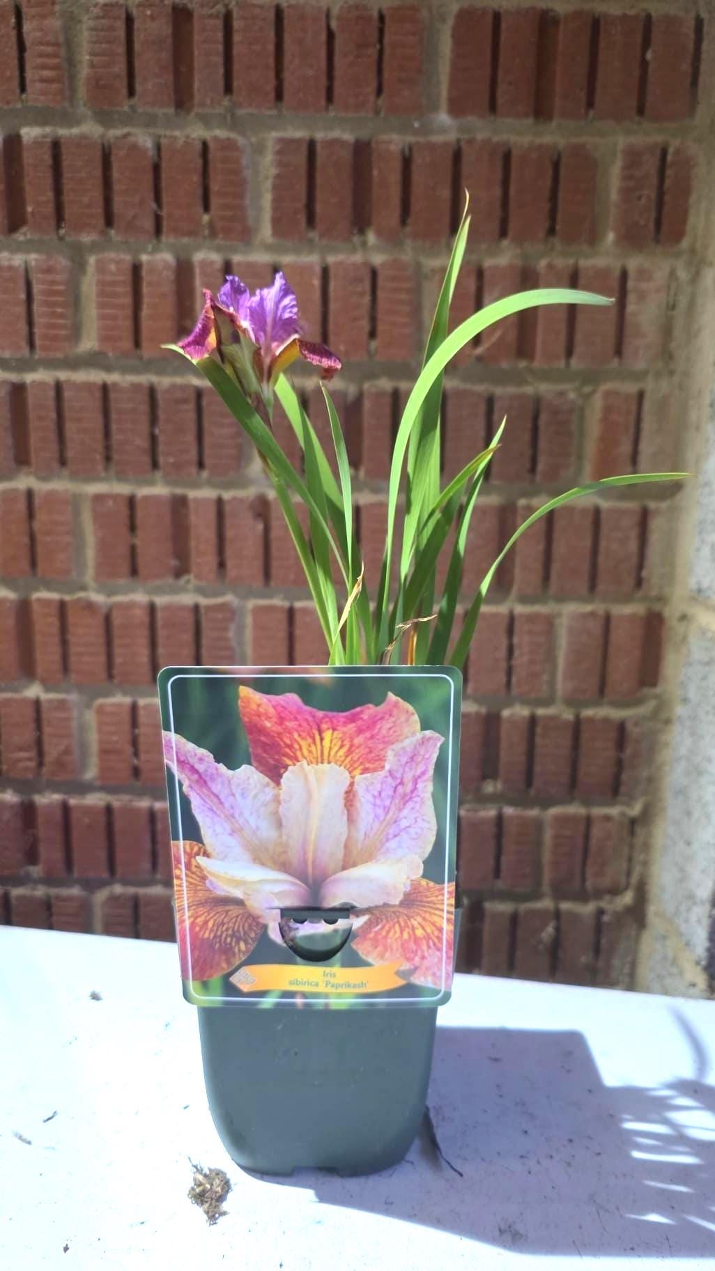Iris flower plant in 11cm pot