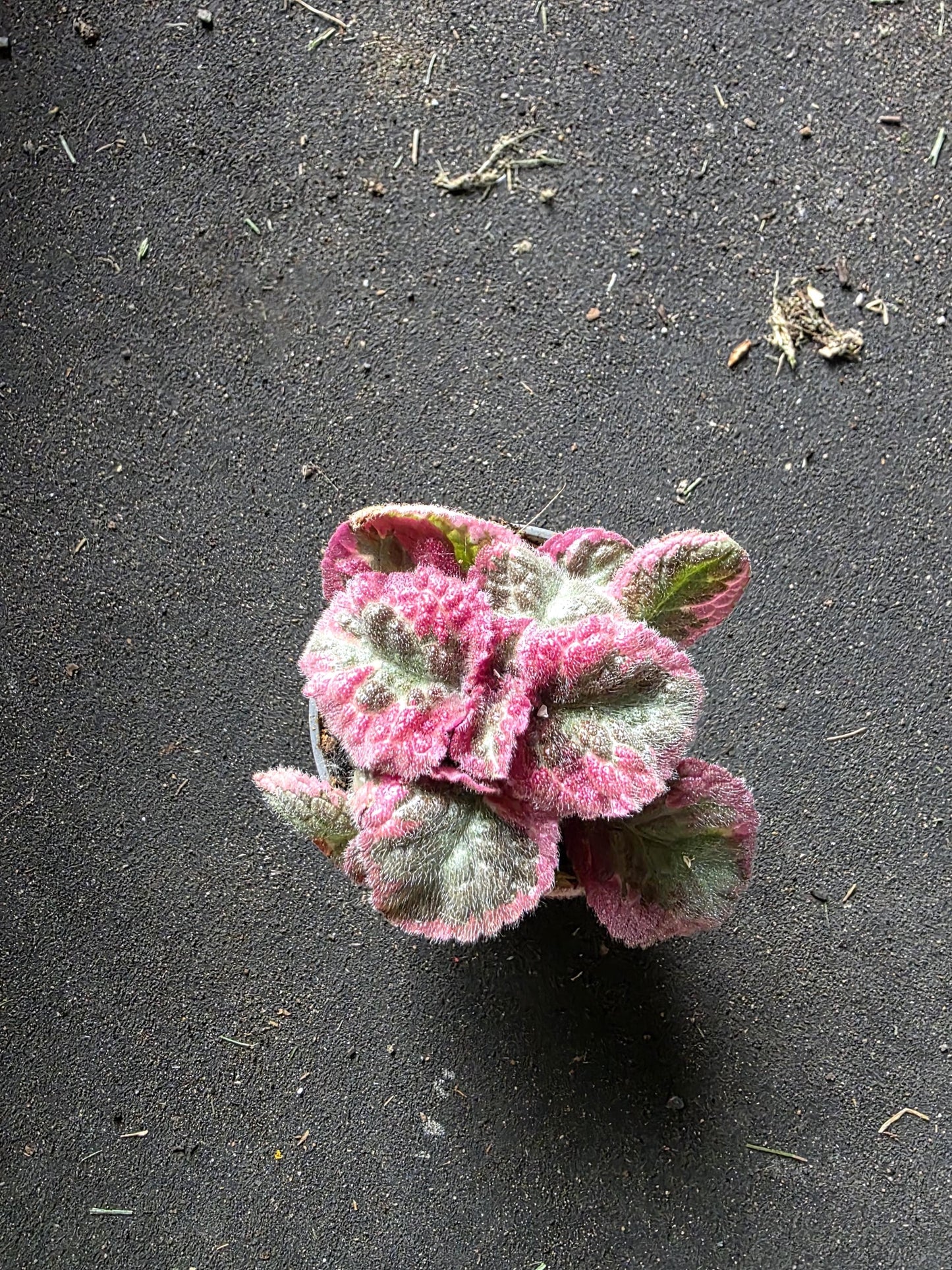 Episcia in 6cm pot individual or combo