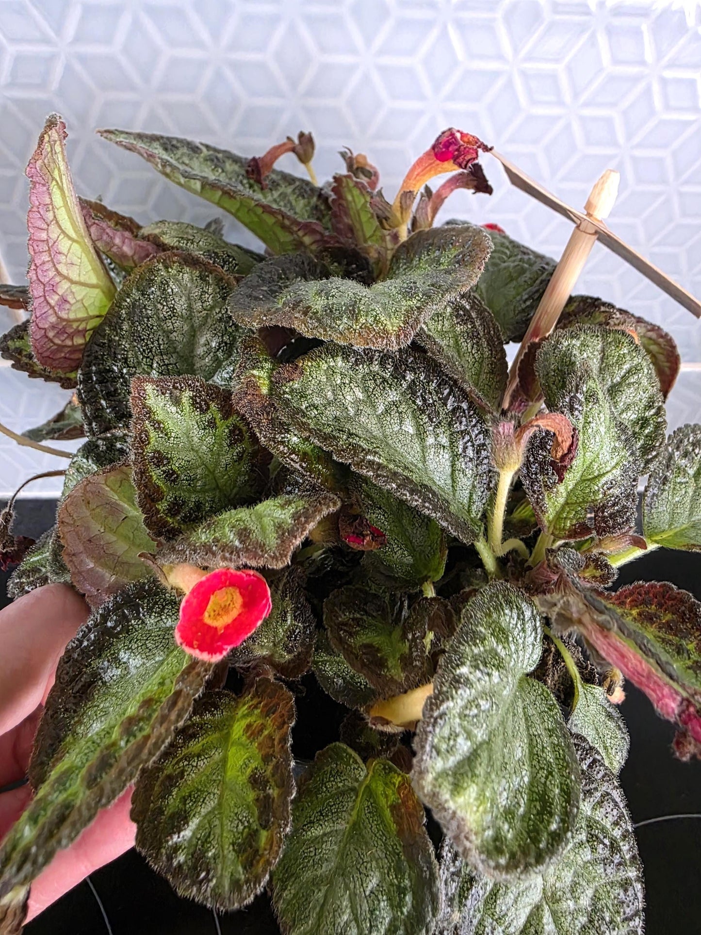 Episcia rare hanging plant indoor in 12cm pot