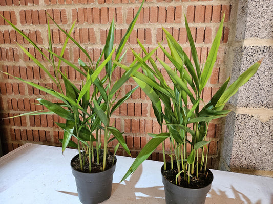 Galangal plant laos live plant in 12cm pot