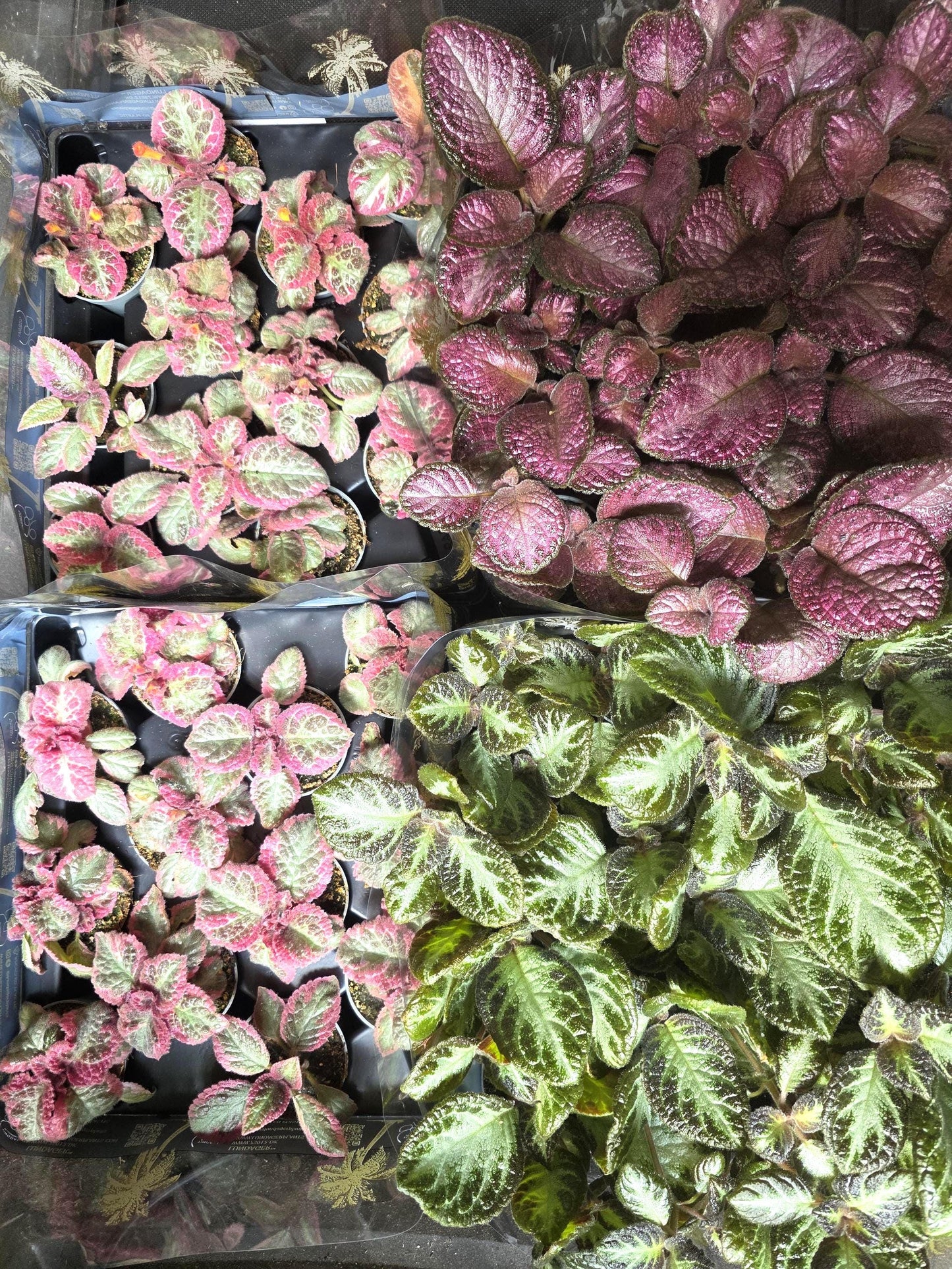 Episcia in 6cm pot individual or combo