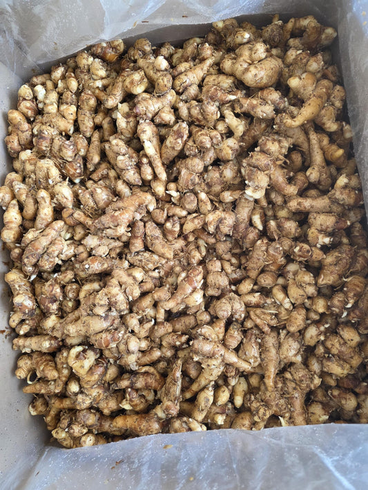 Sand Ginger Kaempferia galanga kencur 500gr