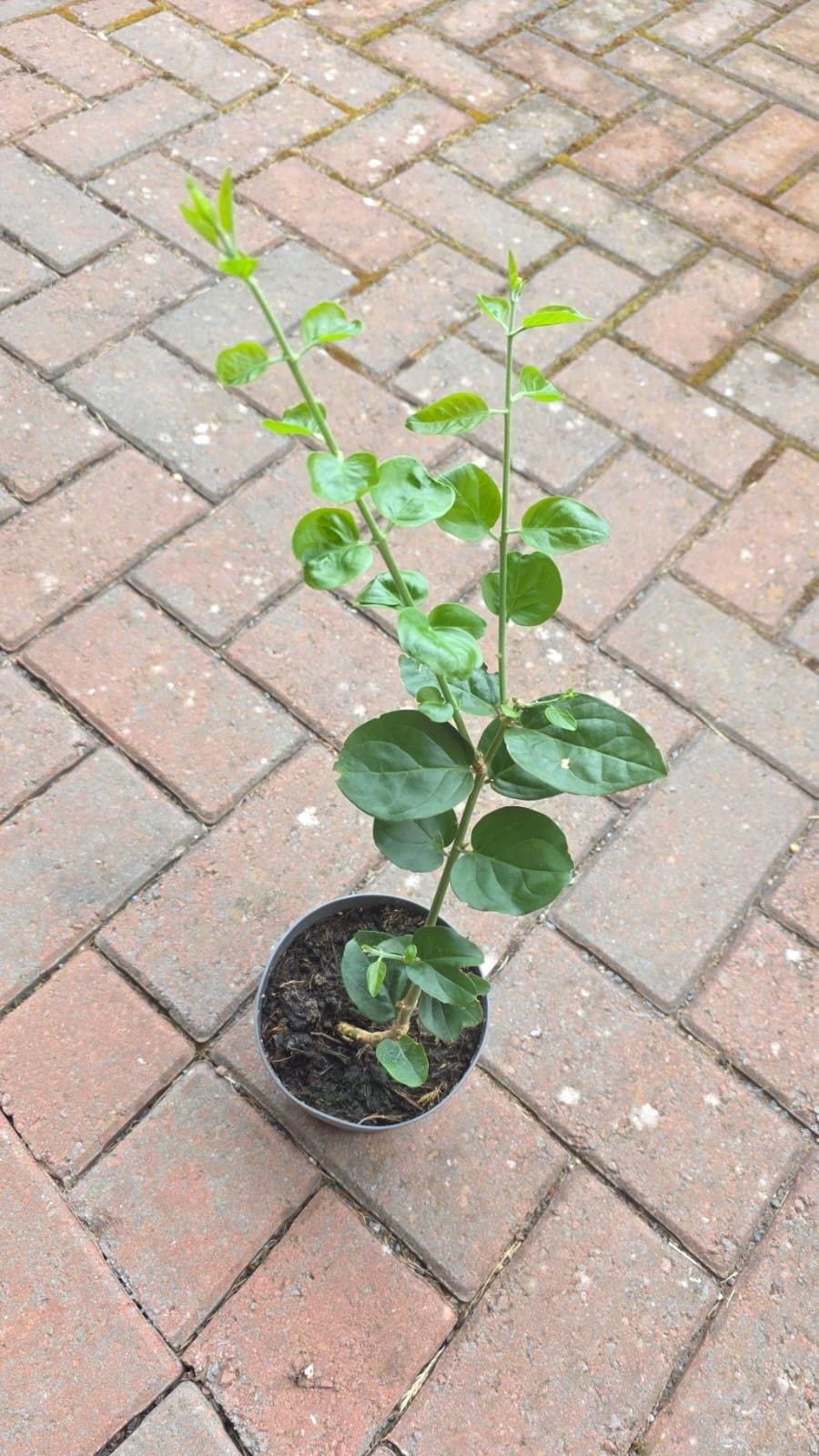 Jasmine sambac plants in 12cm pot