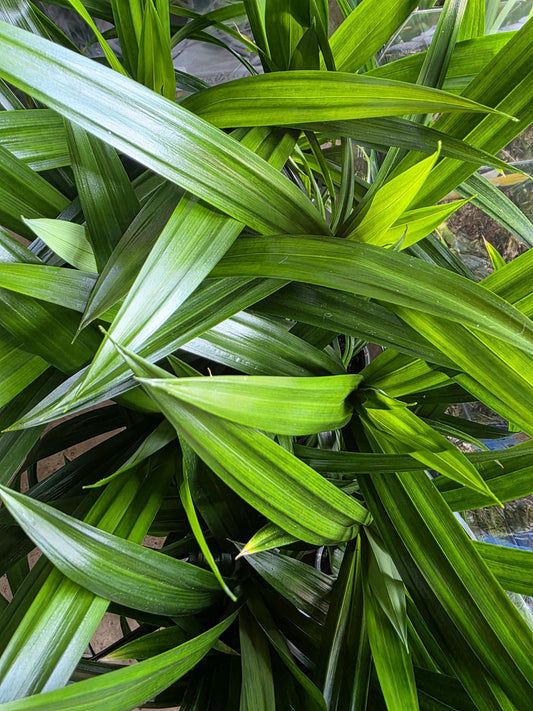 Pandan plant in 11cm pot