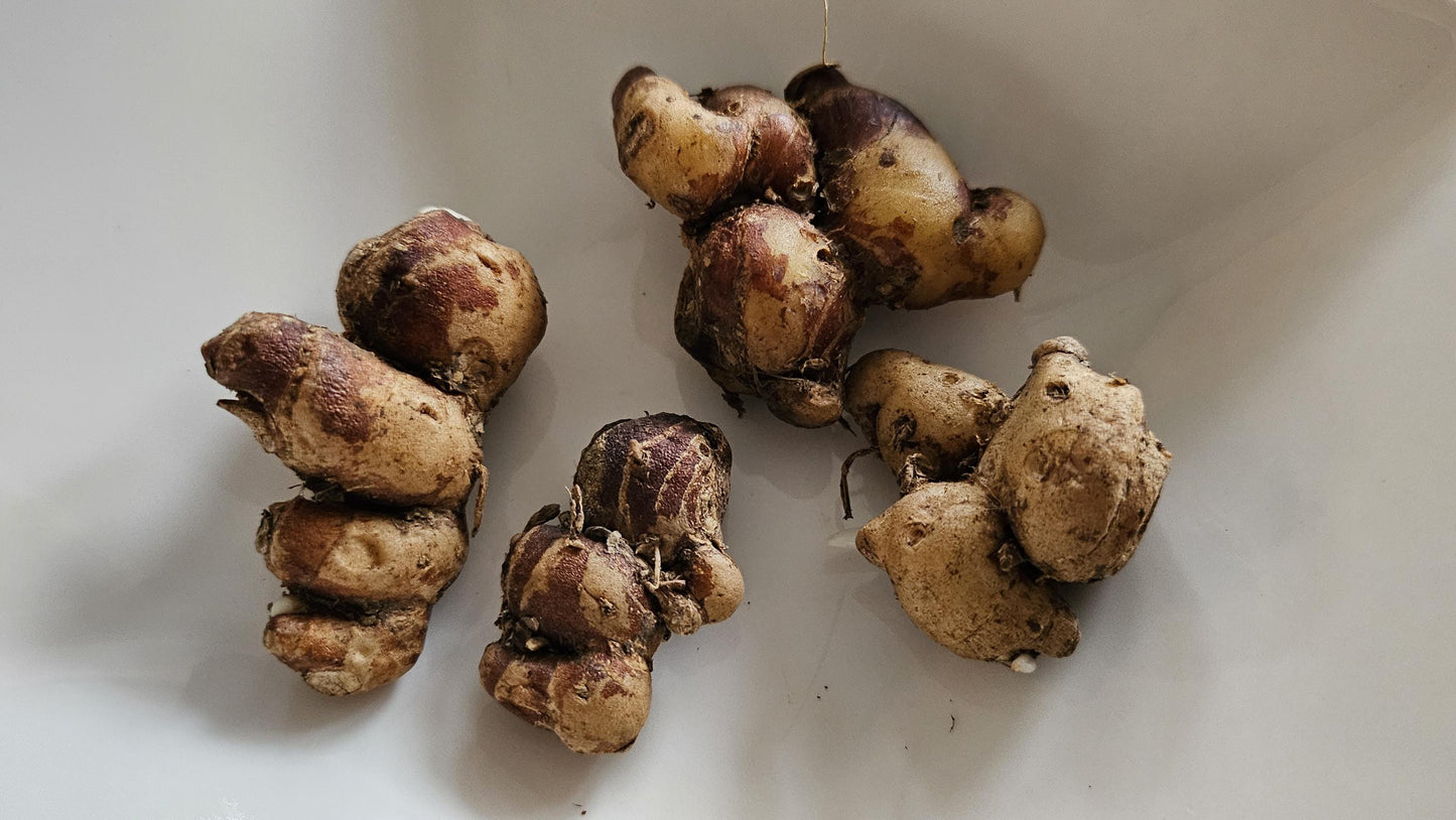 Sand Ginger Kaempferia galanga kencur 500gr