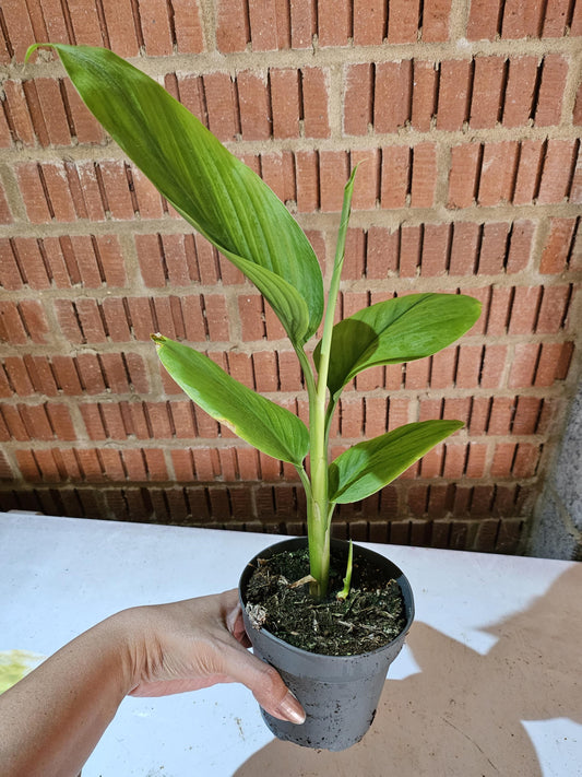 Turmeric - curcuma - live plant - in 12cm pot