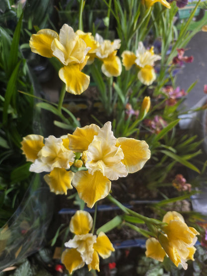 Iris flower plant in 11cm pot