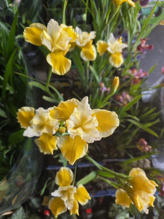Iris flower plant in 11cm pot