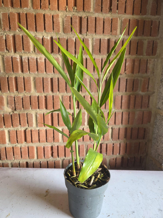 Galangal plant laos live plant in 12cm pot