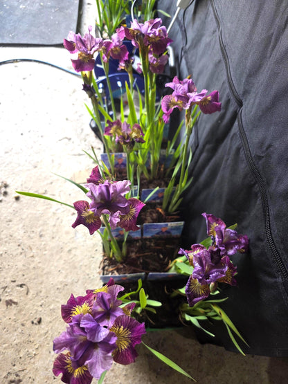 Iris flower plant in 11cm pot