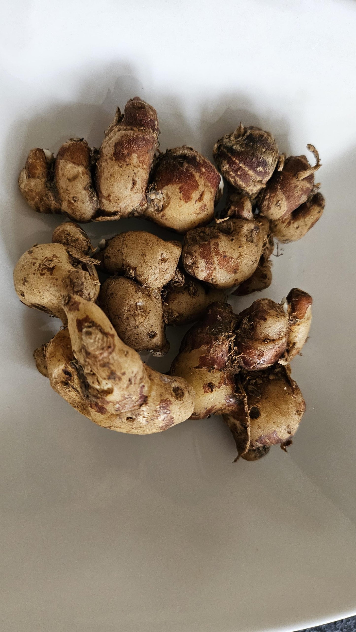Sand Ginger Kaempferia galanga kencur 500gr