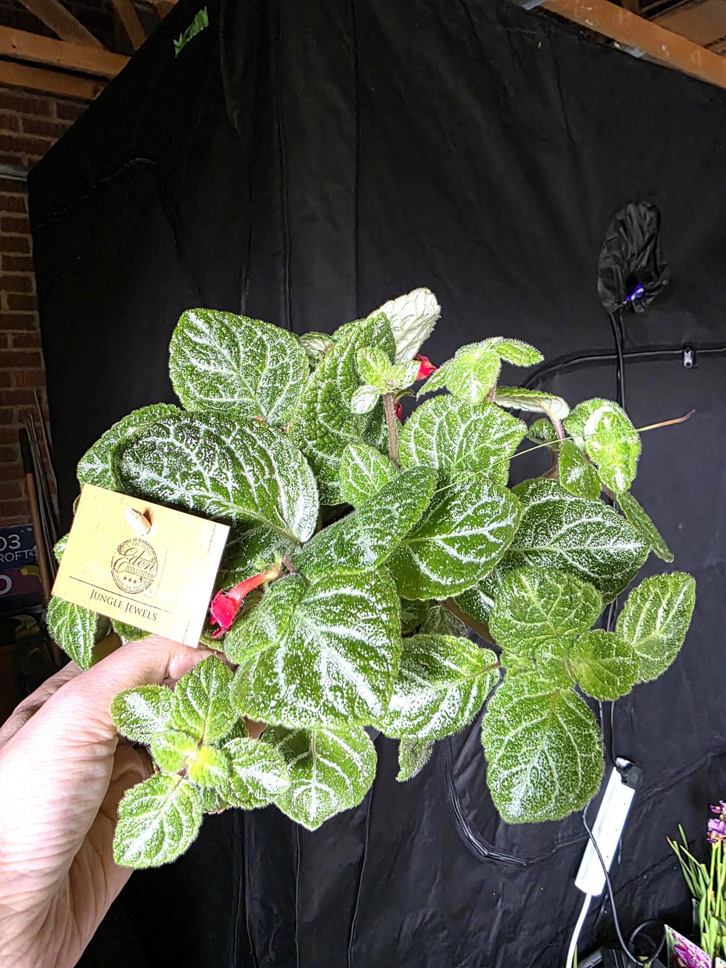 Episcia rare hanging plant indoor in 12cm pot