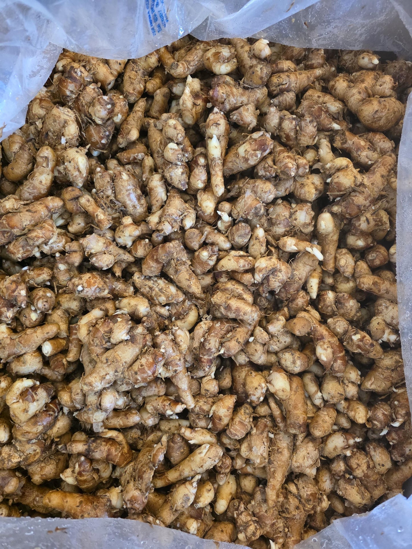 250g Kencur, Sand Ginger, Kaempferia Galanga herbs
