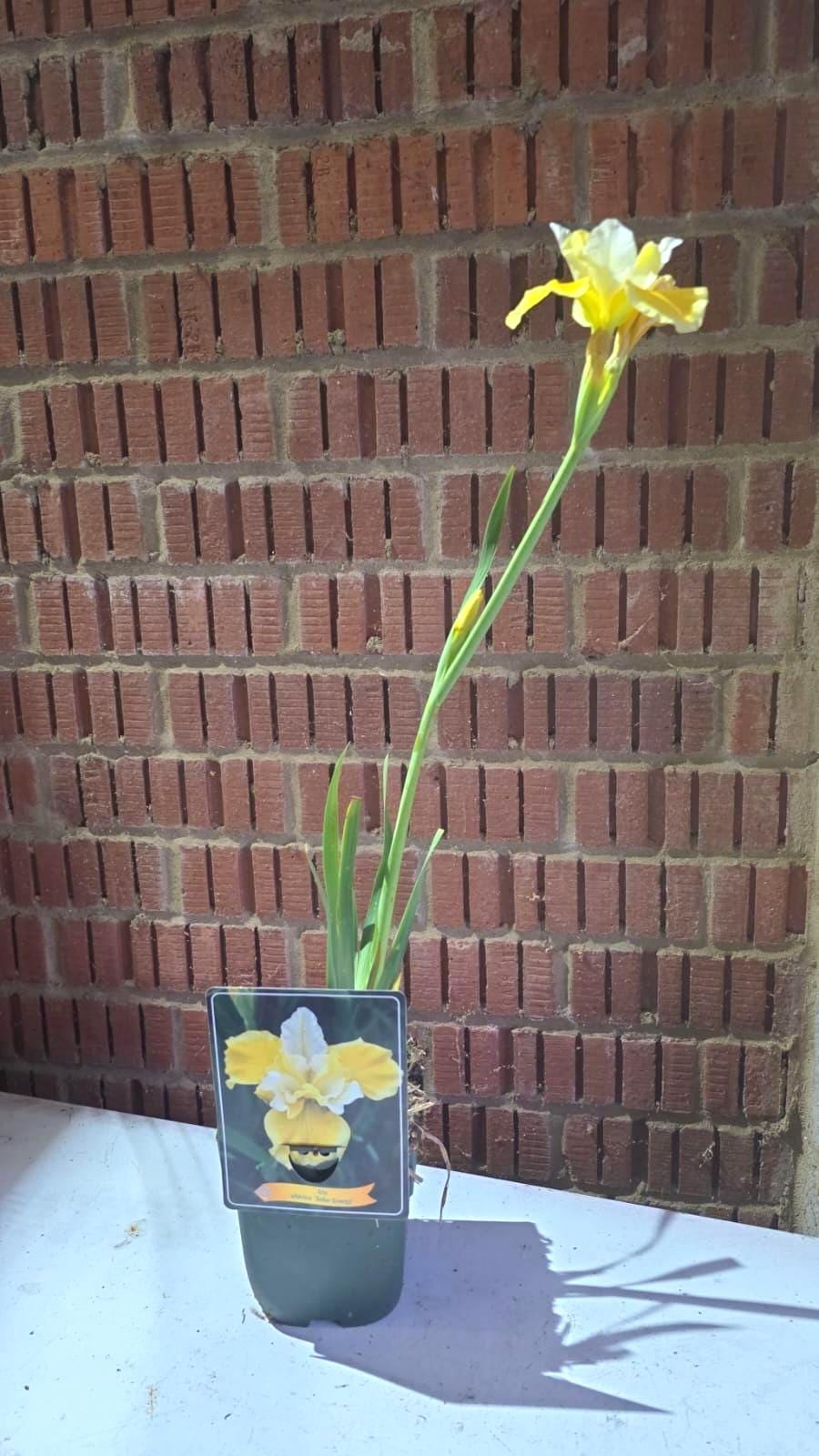 Iris flower plant in 11cm pot
