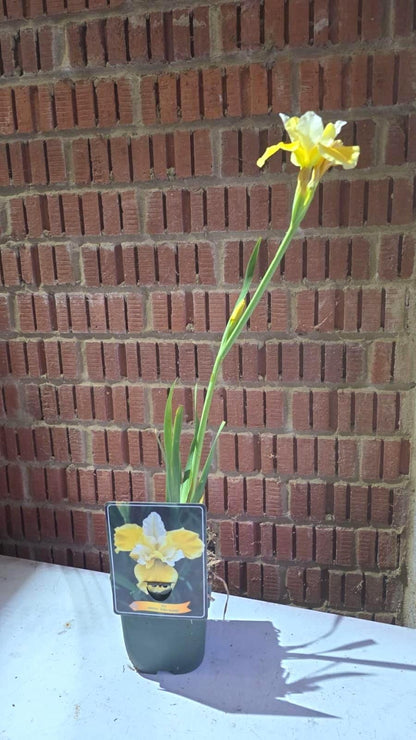 Iris flower plant in 11cm pot