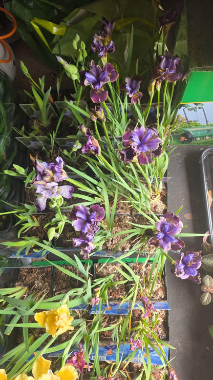 Iris flower plant in 11cm pot