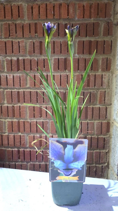 Iris flower plant in 11cm pot