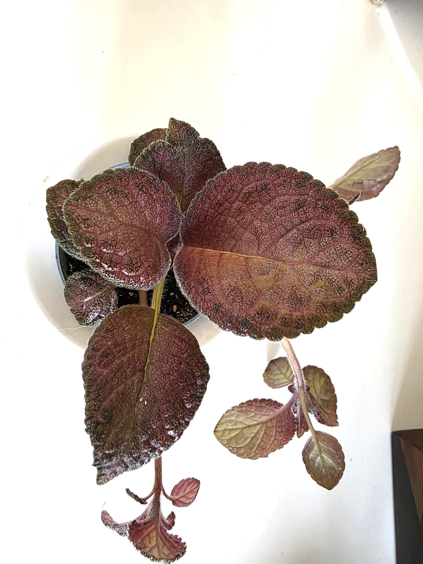 Episcia in 6cm pot individual or combo