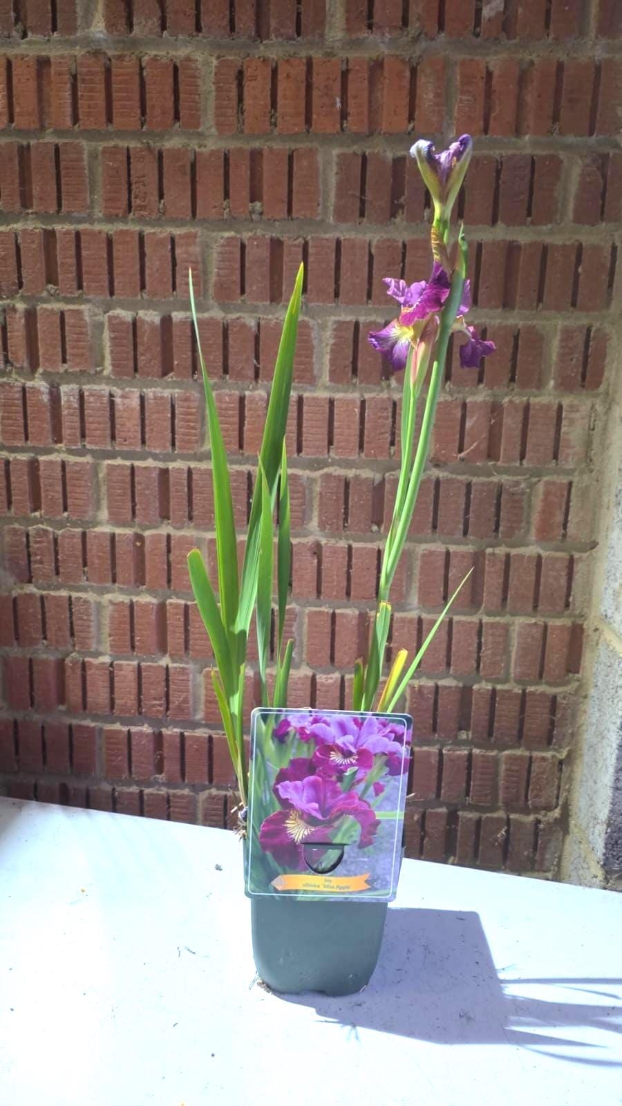 Iris flower plant in 11cm pot