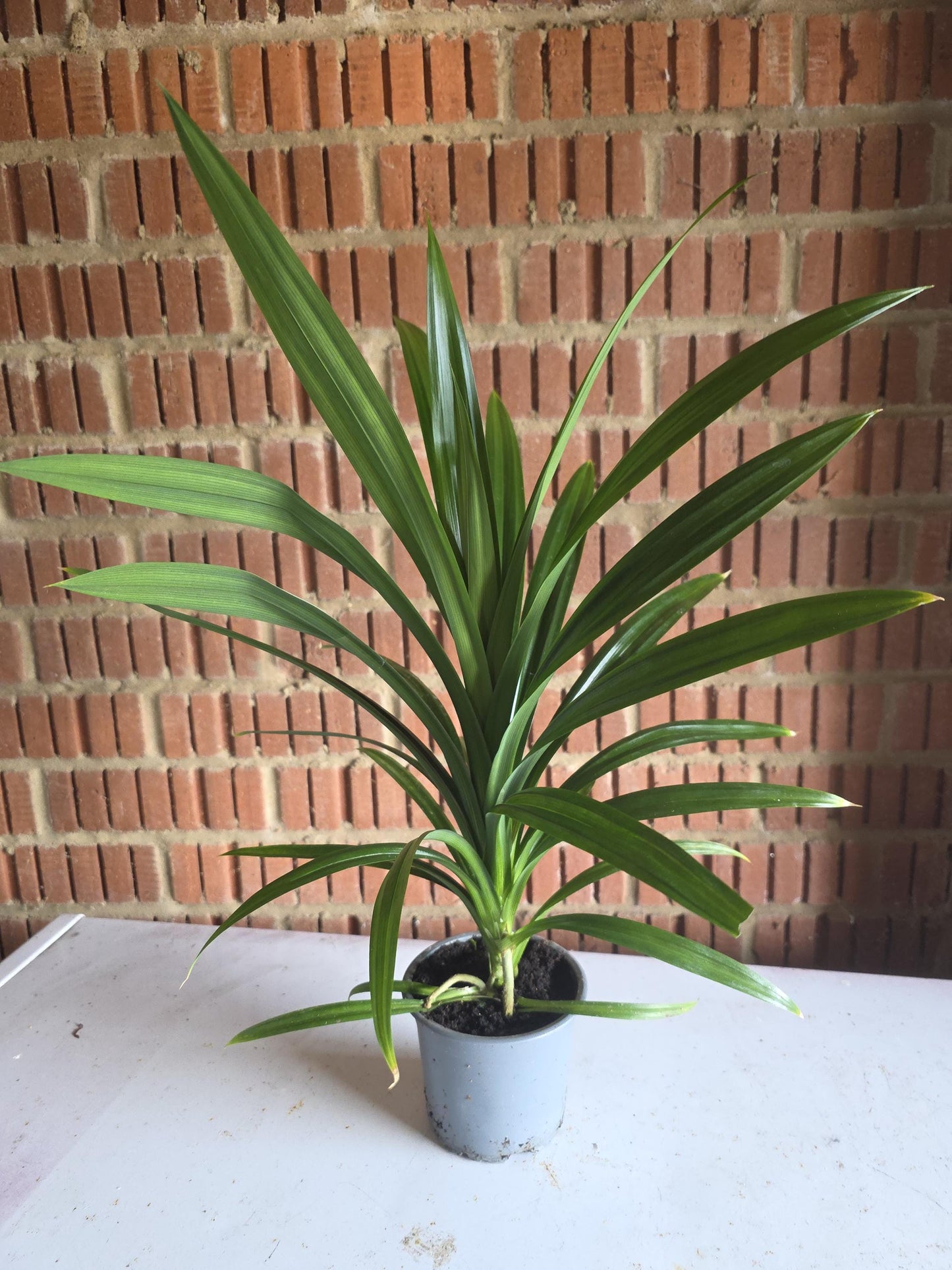 Pandan plant in 11cm pot