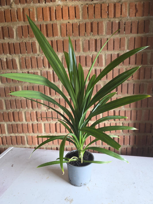 Pandan plant in 11cm pot