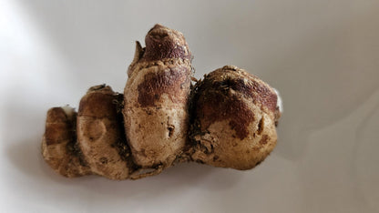 Sand Ginger Kaempferia galanga kencur 500gr