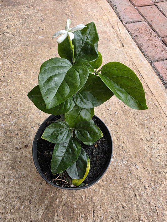 Jasmine sambac plants in 12cm pot