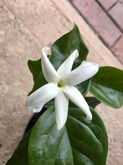 Jasmine sambac plants in 12cm pot