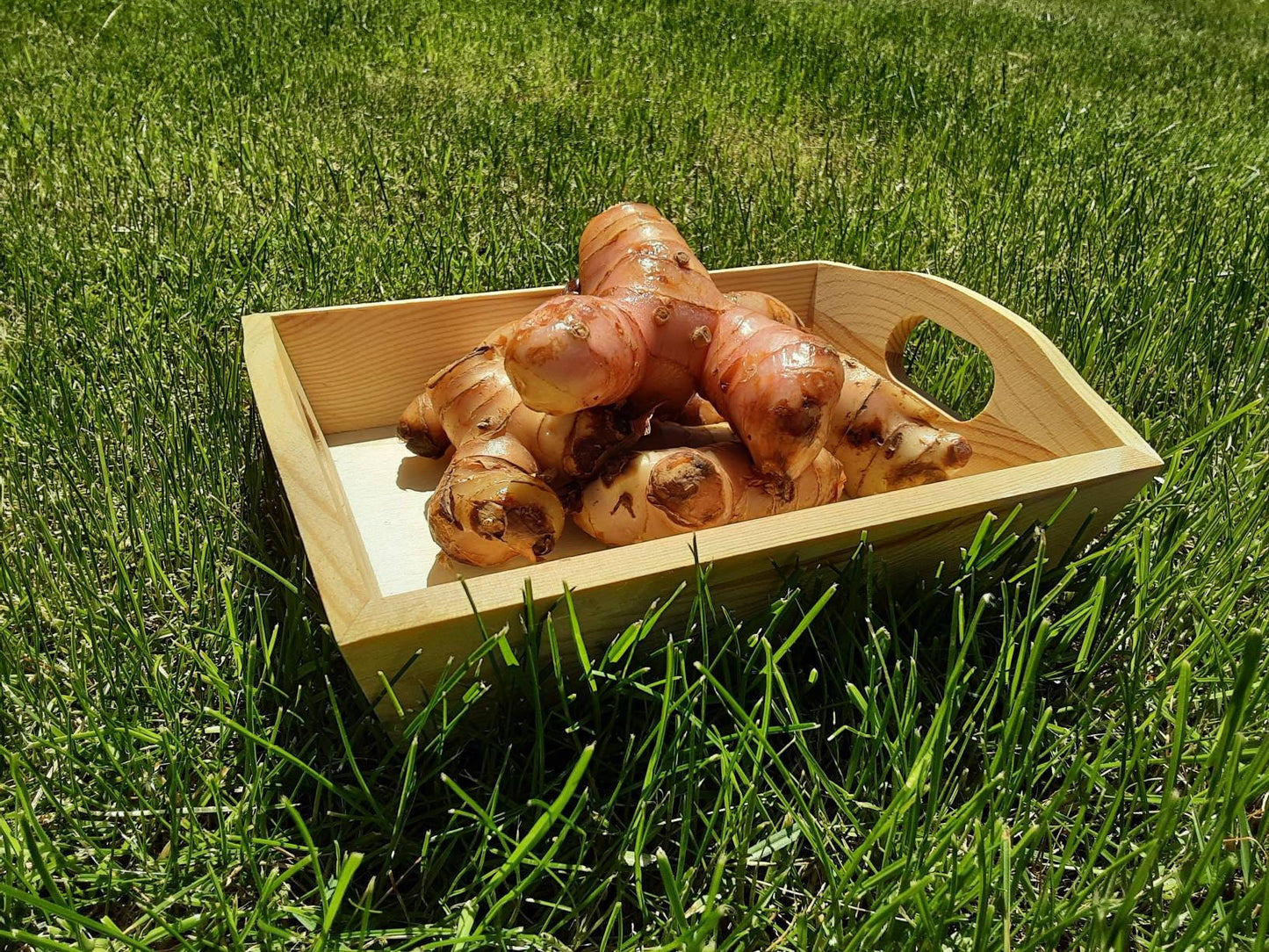 Fresh galangal roots 500gr
