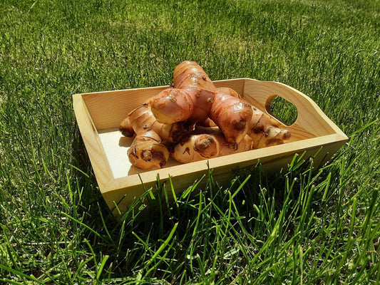 Fresh galangal roots 500gr
