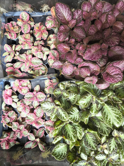 Episcia in 6cm pot individual or combo