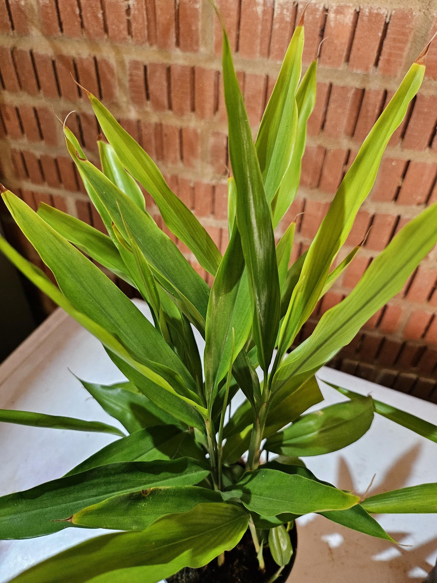 Galangal plant laos live plant in 12cm pot