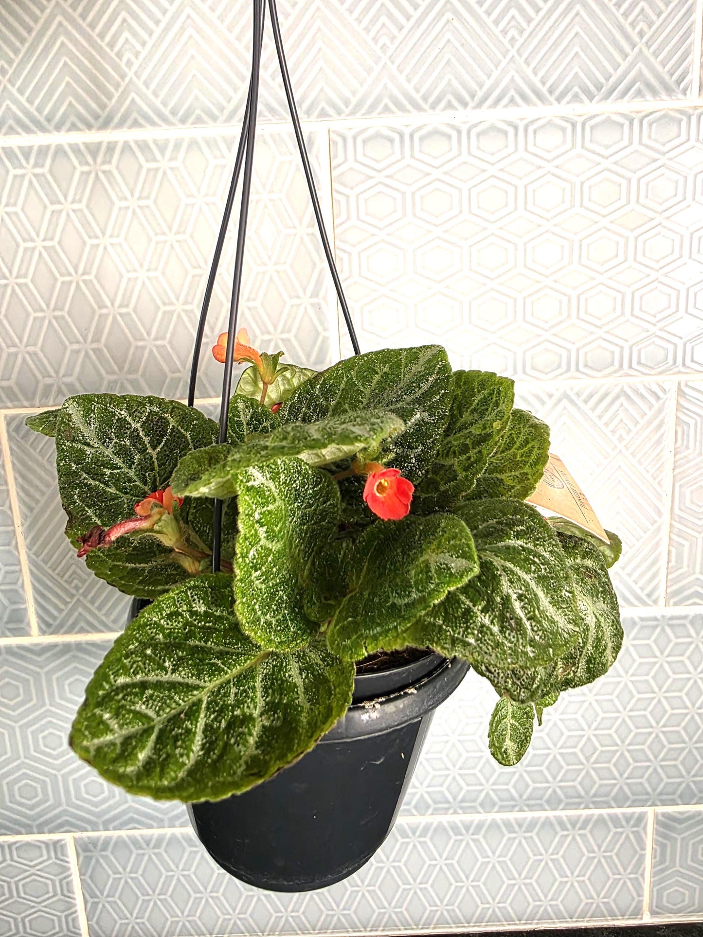 Episcia rare hanging plant indoor in 12cm pot