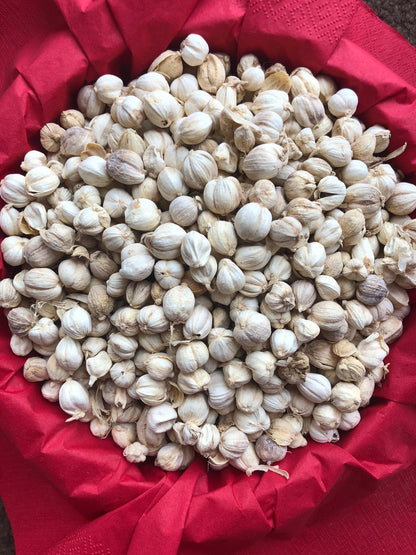 Indonesian Cardamom 40g - Kapulaga
