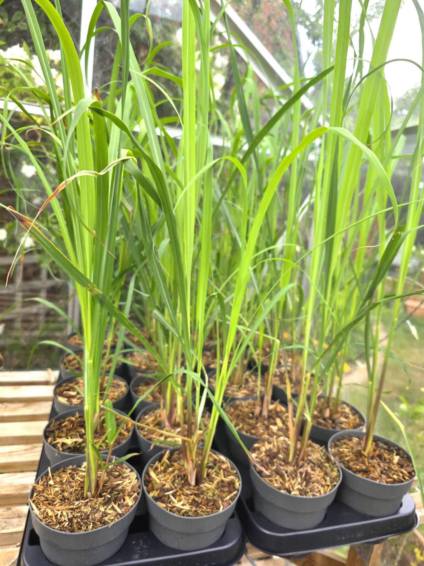 Lemongrass plant in 12cm pot