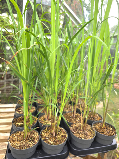 Lemongrass plant in 12cm pot