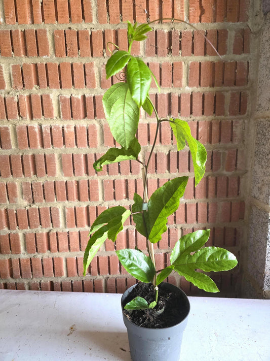Passion fruits live plant in 12cm pot