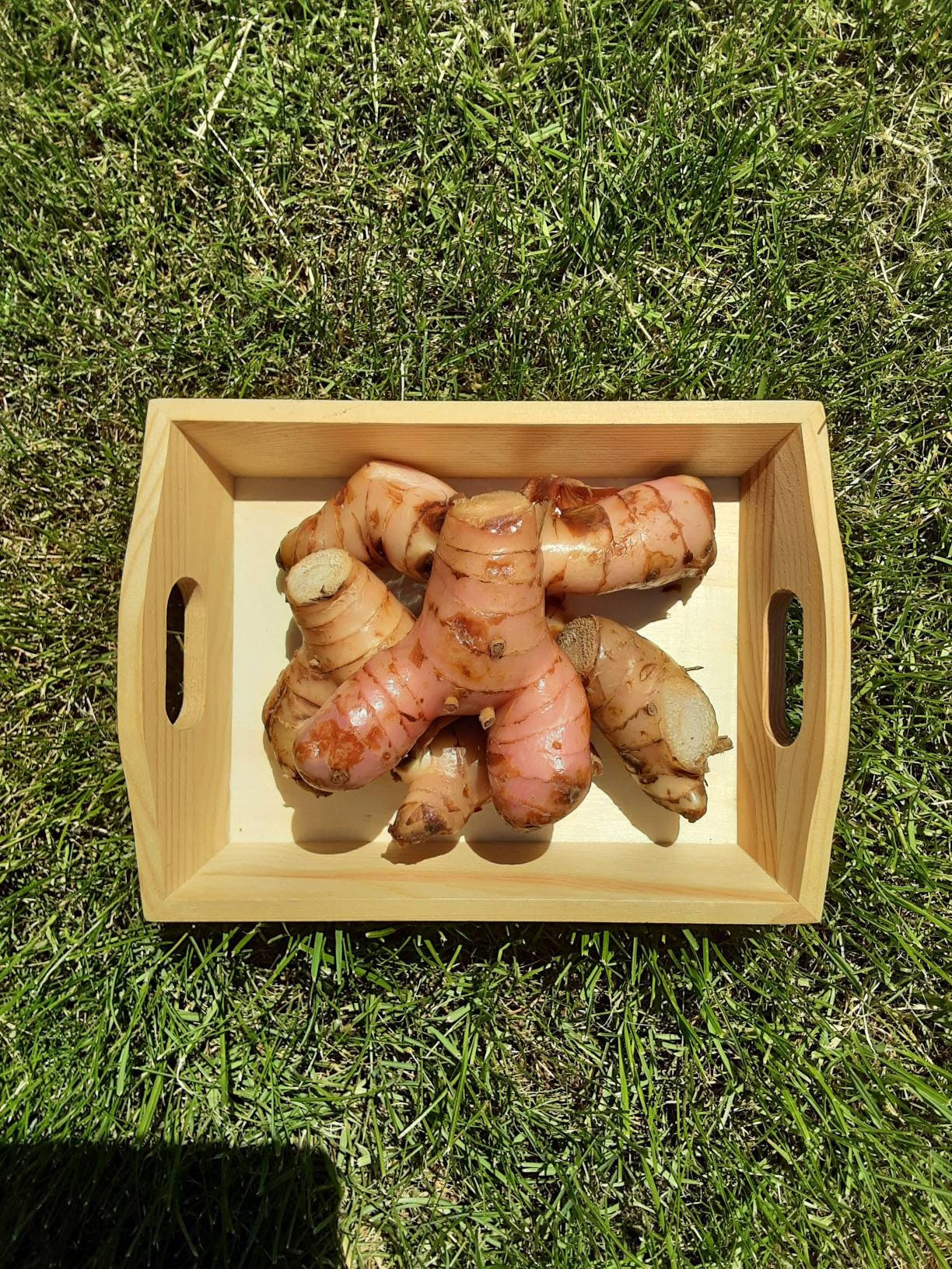 Fresh galangal roots 500gr