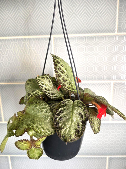 Episcia rare hanging plant indoor in 12cm pot