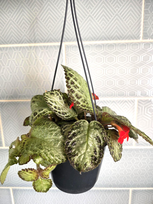 Episcia rare hanging plant indoor in 12cm pot