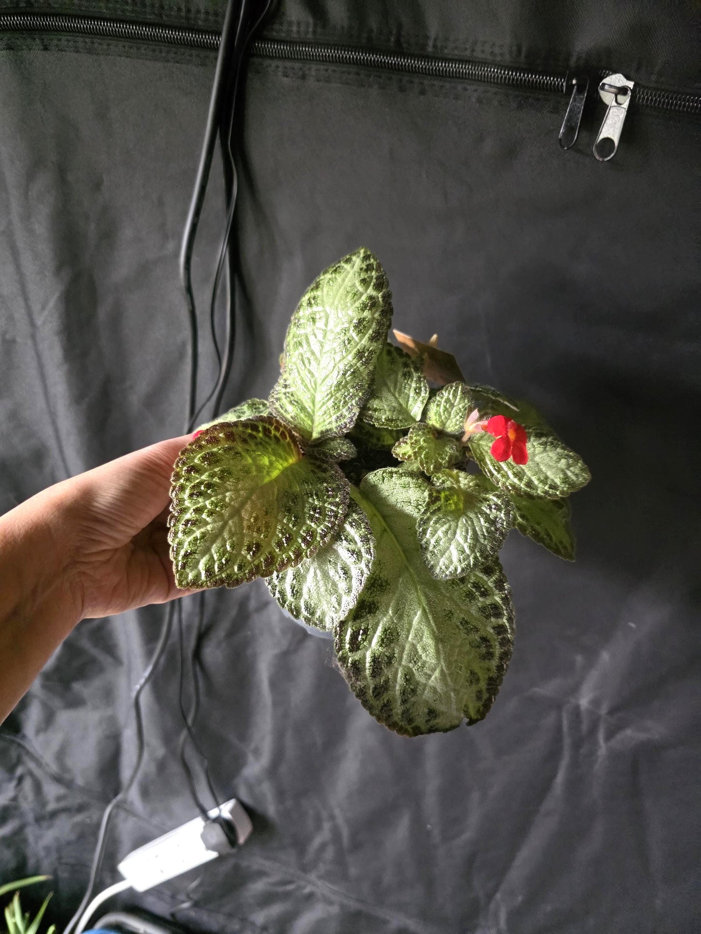 Episcia in 6cm pot individual or combo