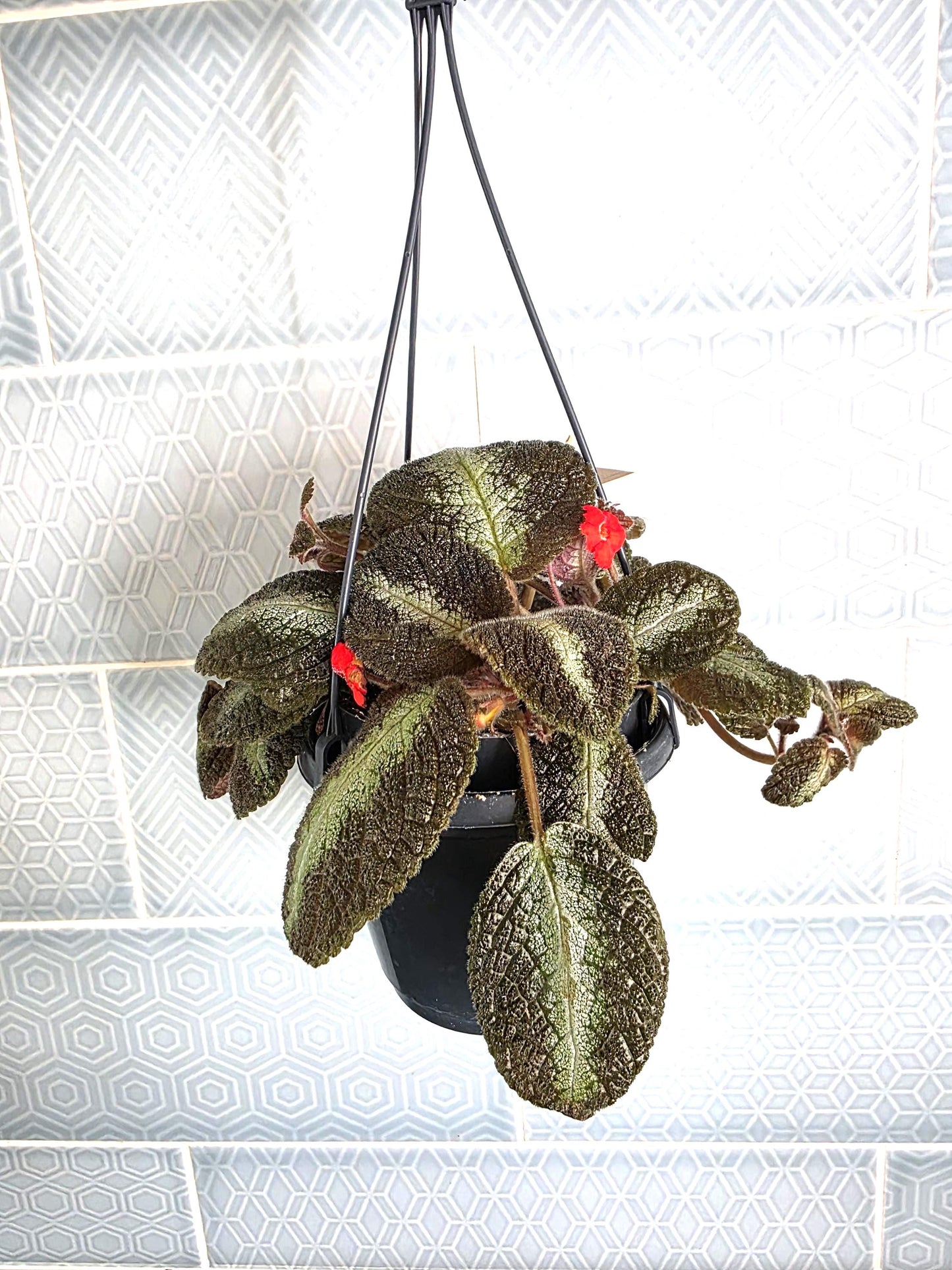 Episcia rare hanging plant indoor in 12cm pot