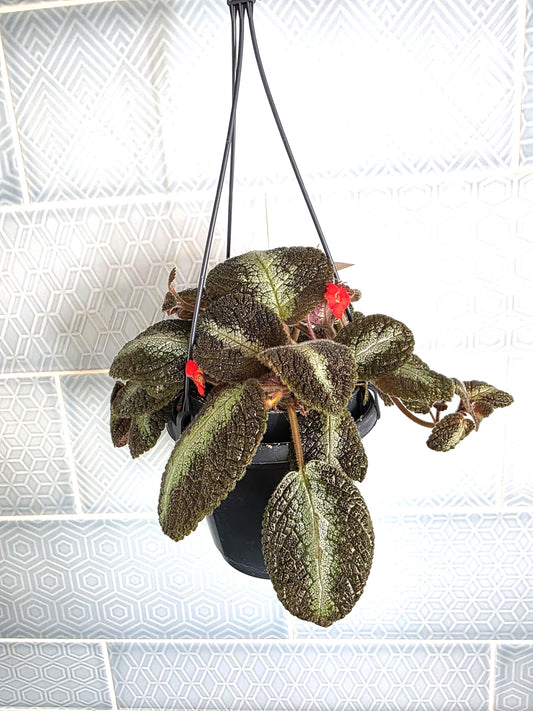Episcia rare hanging plant indoor in 12cm pot
